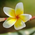 Olej Monoi v starostlivosti o vlasy – ohromujúci a voňavý olej z Tahiti